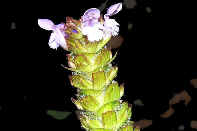 Prunella vulgaris